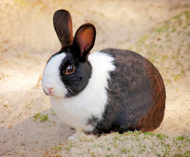 Was sind die Grundlagen für die Haltung eines Kaninchens?